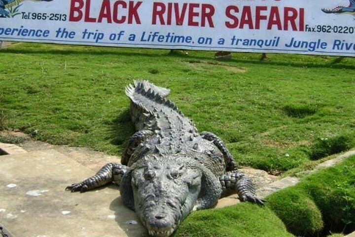 Black River Safari: Private Riverboat Tour from Montego Bay
