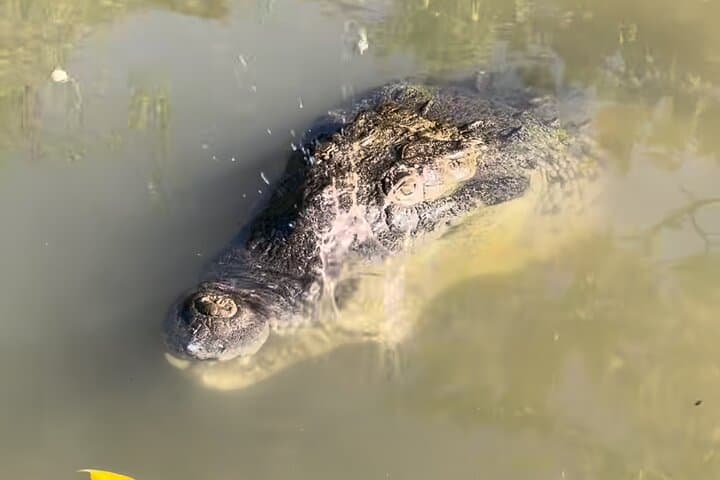Black River Safari: Private Riverboat Tour from Montego Bay photo 5