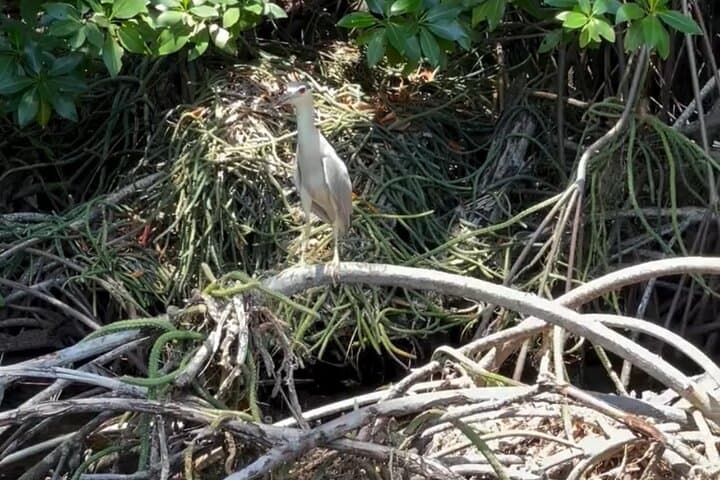Black River Safari: Private Riverboat Tour from Montego Bay photo 6
