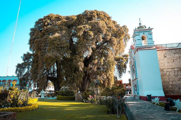 Full-Day Oaxaca: Hierve el Agua, Tule Tree, Mitla & Mezcal Classic Tour photo 4