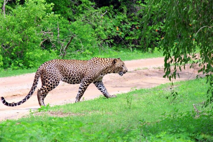 Yala Safari from Mirissa & Tangalle: Full-Day Wildlife Transfer to Ella photo 4