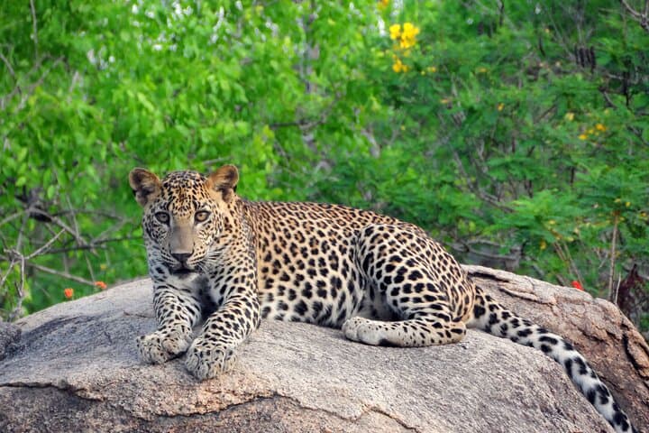 Yala Safari from Mirissa & Tangalle: Full-Day Wildlife Transfer to Ella photo 5