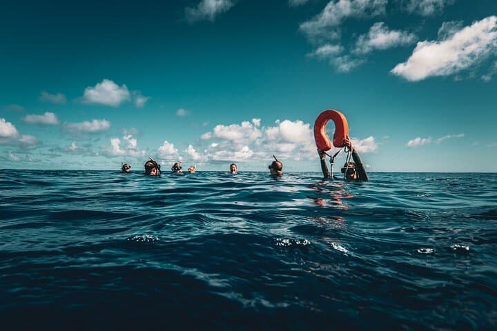 Half-Day Snorkeling Tour in Moorea — Guided Lagoon & Reef Wildlife Boat Trip photo 3