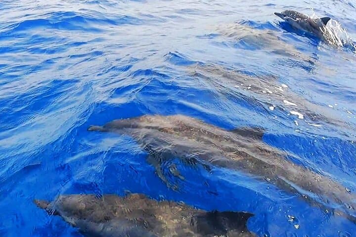 Half-Day Snorkeling Tour in Moorea — Guided Lagoon & Reef Wildlife Boat Trip photo 6