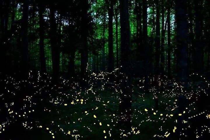 Kota Kinabalu City Tour & Klias River Fireflies Cruise: Nighttime Mangrove Magic photo 2