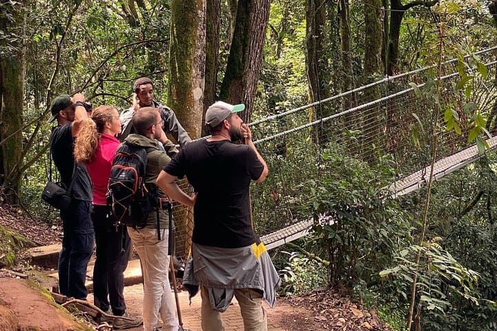 One-Day Nyungwe Forest Canopy Walk & Zipline Adventure from Kigali