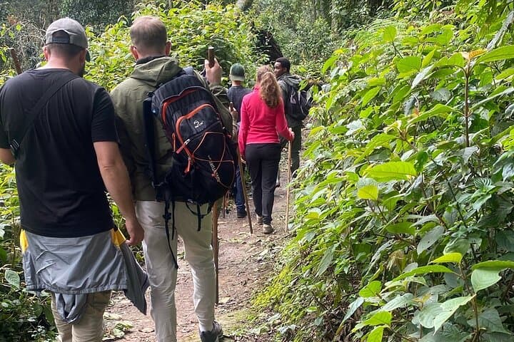 One-Day Nyungwe Forest Canopy Walk & Zipline Adventure from Kigali photo 3