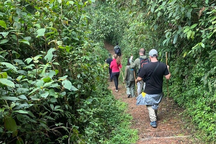 One-Day Nyungwe Forest Canopy Walk & Zipline Adventure from Kigali photo 4
