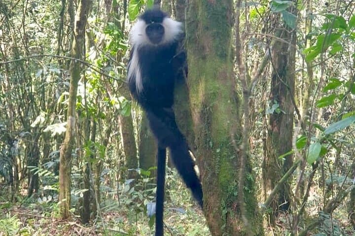 One-Day Nyungwe Forest Canopy Walk & Zipline Adventure from Kigali photo 5