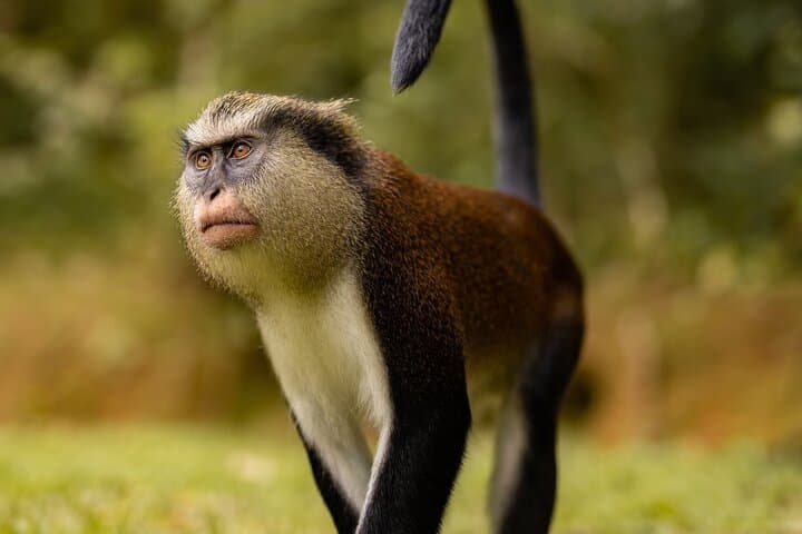 Grenada Nature & Heritage Escape: Private Half-Day Tour from St. George's photo 3