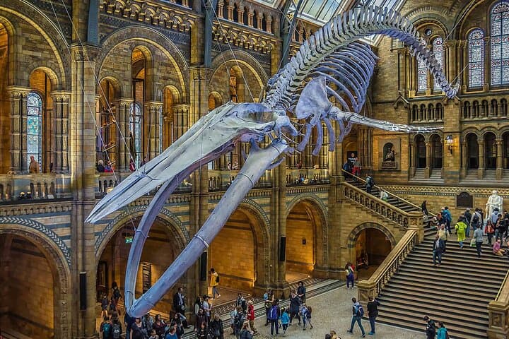 Explore London’s Natural History Museum: Blue Whale, Dinosaurs & Behind-the-Scenes photo 5