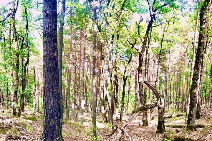 Mountain Train to Mystic Forest and Vauban Castle: Day Hike from Nice photo 5