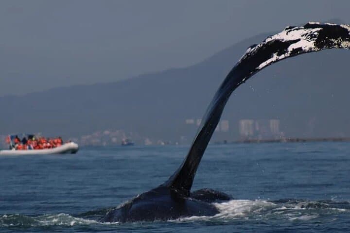 Private Whale Watching in Puerto Vallarta: 3-Hour Humpback Tour in Banderas Bay