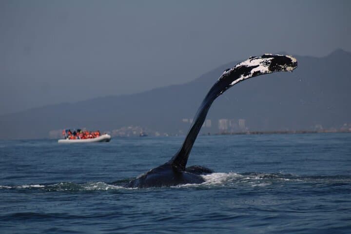 Private Whale Watching in Puerto Vallarta: 3-Hour Humpback Tour in Banderas Bay photo 2