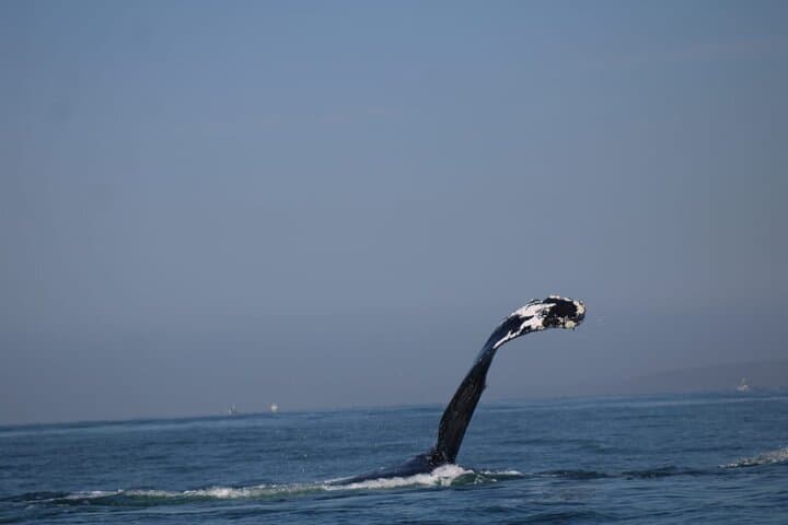 Private Whale Watching in Puerto Vallarta: 3-Hour Humpback Tour in Banderas Bay photo 3