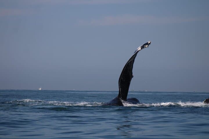 Private Whale Watching in Puerto Vallarta: 3-Hour Humpback Tour in Banderas Bay photo 4