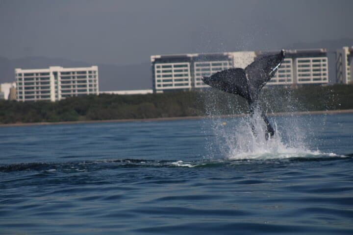 Private Whale Watching in Puerto Vallarta: 3-Hour Humpback Tour in Banderas Bay photo 5