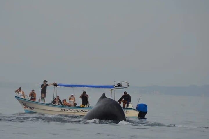 Private Whale Watching in Puerto Vallarta: 3-Hour Humpback Tour in Banderas Bay photo 6
