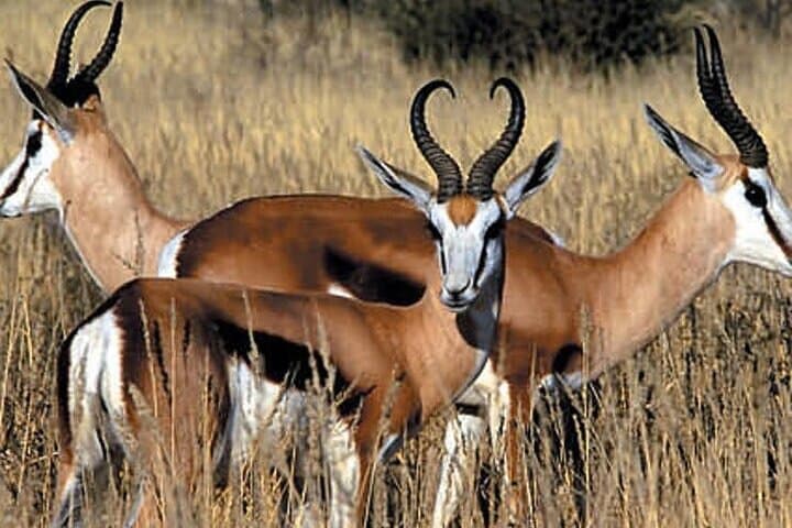 Overnight Inverdoorn Safari from Cape Town — See the Big Five with Return Transport photo 2