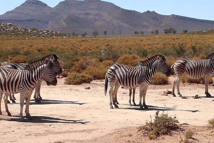Overnight Inverdoorn Safari from Cape Town — See the Big Five with Return Transport photo 4
