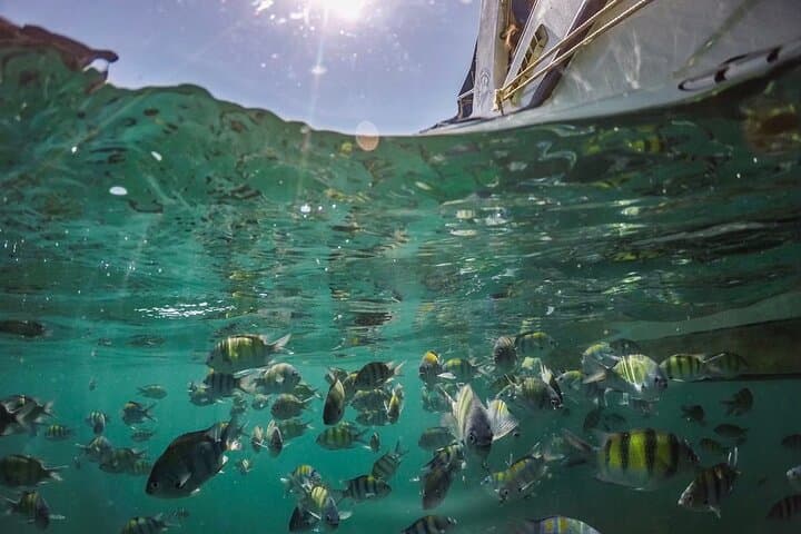 Speedboat Day Trip to Phi Phi: Maya Bay & Bamboo Island photo 5
