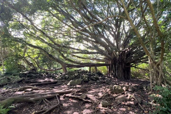 Private Pipiwai Trail Open-Air Jeep Tour — Road to Hana, Bamboo Grove & Waimoku Falls photo 3