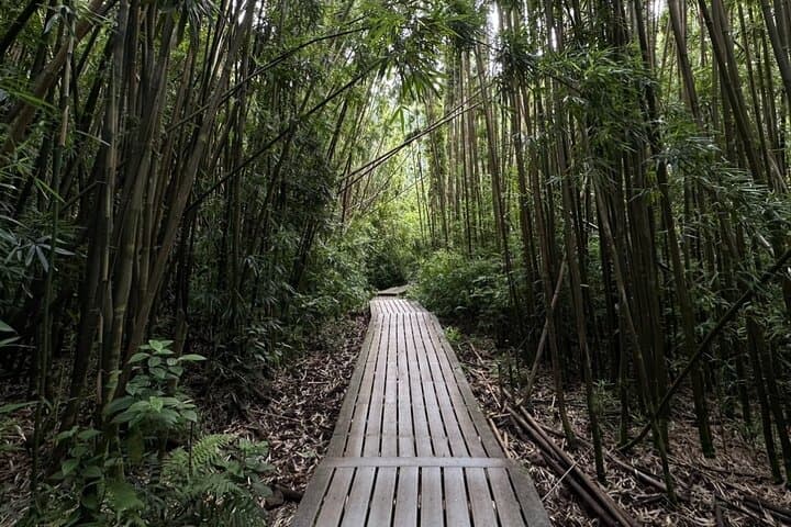 Private Pipiwai Trail Open-Air Jeep Tour — Road to Hana, Bamboo Grove & Waimoku Falls photo 4