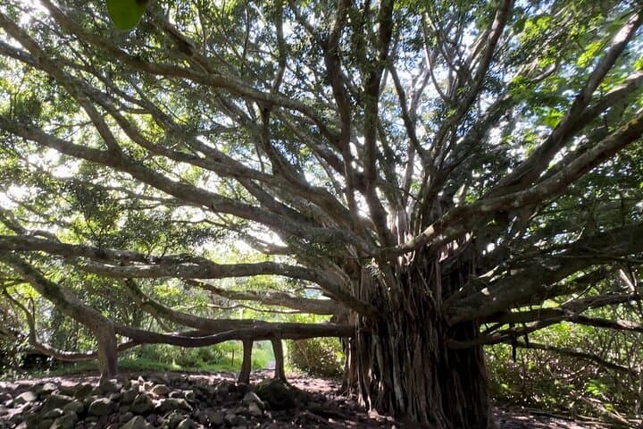 Private Pipiwai Trail Open-Air Jeep Tour — Road to Hana, Bamboo Grove & Waimoku Falls photo 5
