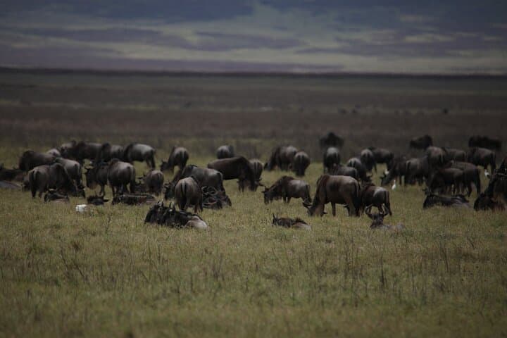serengeti-migration-8-day-wildebeest-and-ngorongoro-safari photo 3