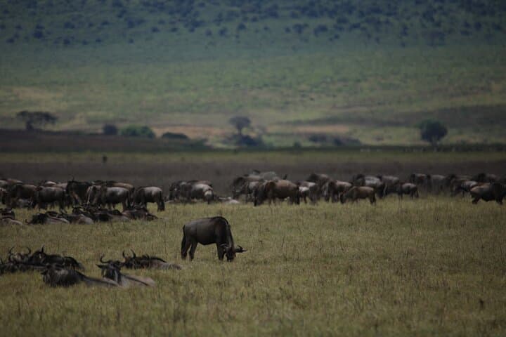 serengeti-migration-8-day-wildebeest-and-ngorongoro-safari photo 4