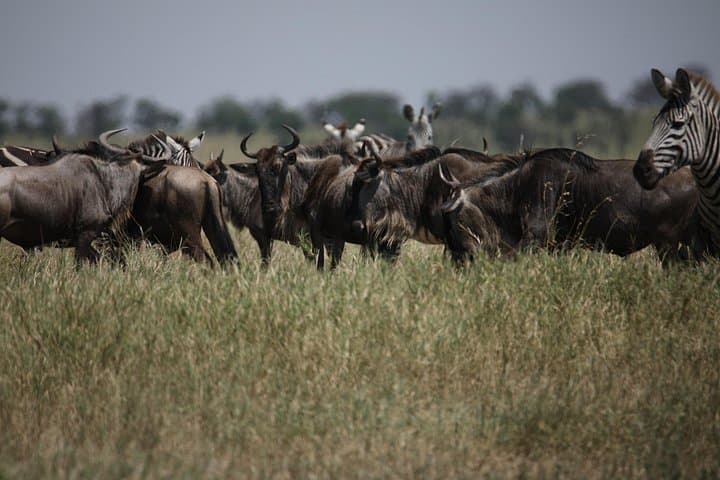 8-Day Serengeti Migration Safari — Tarangire, Ngorongoro & Lake Manyara photo 2