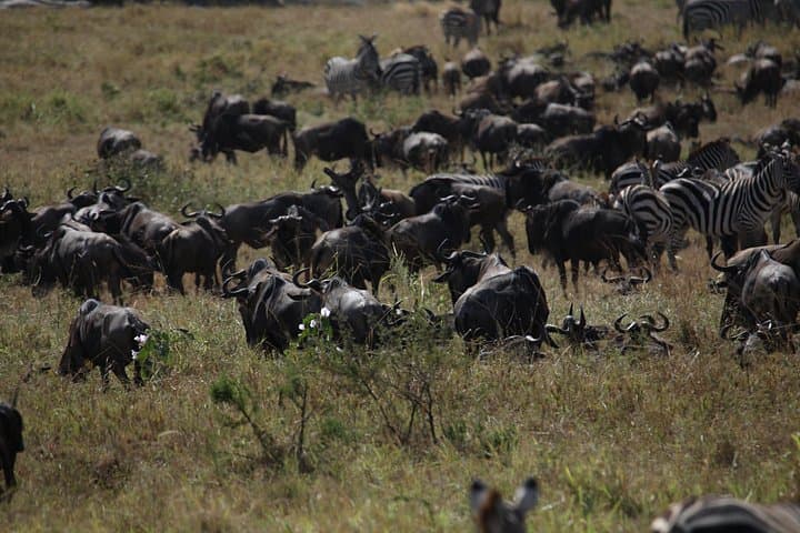 8-Day Serengeti Migration Safari — Tarangire, Ngorongoro & Lake Manyara photo 3