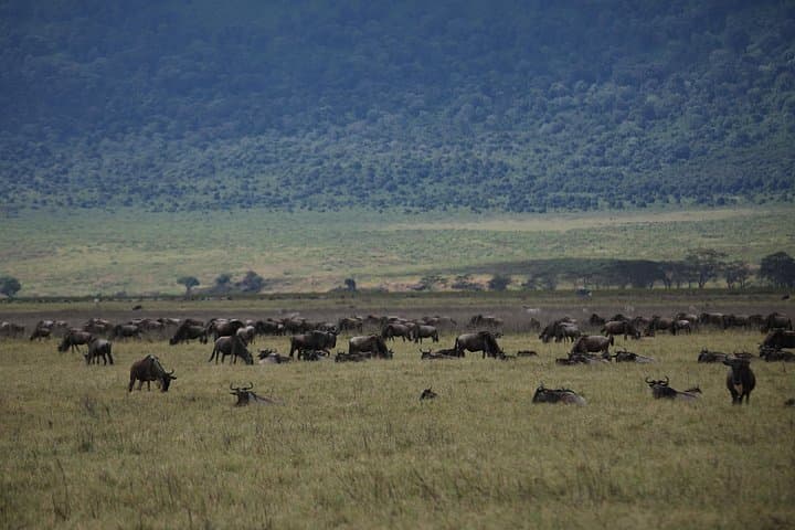 8-Day Serengeti Migration Safari — Tarangire, Ngorongoro & Lake Manyara photo 4