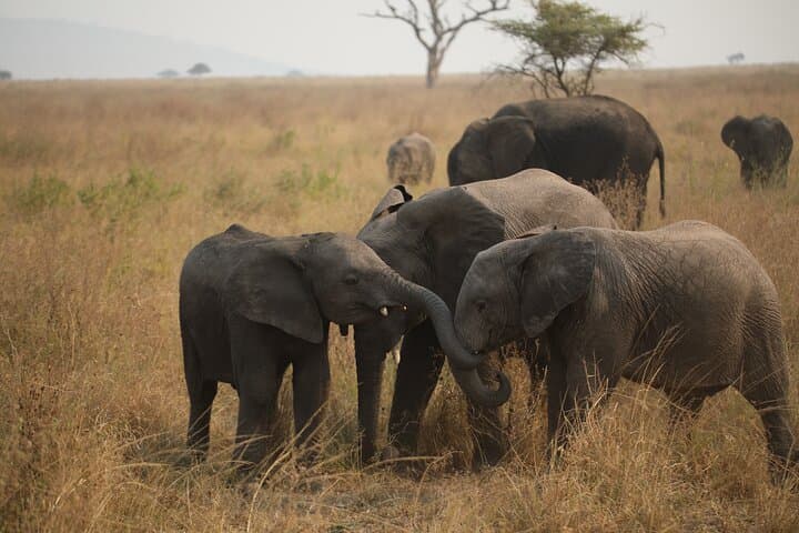 9-Day Northern Circuit Safari — Mid-Range Tanzania Wildlife Experience photo 3
