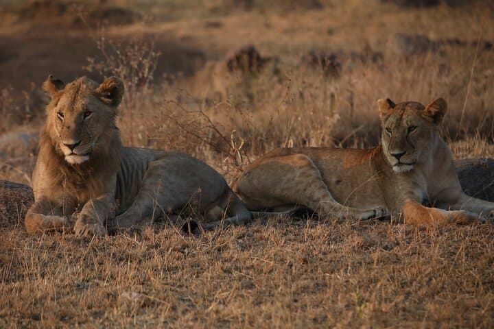 9-Day Northern Circuit Safari — Mid-Range Tanzania Wildlife Experience photo 4