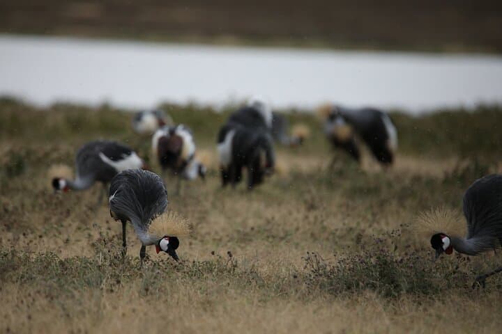 9-Day Northern Circuit Safari — Mid-Range Tanzania Wildlife Experience photo 5