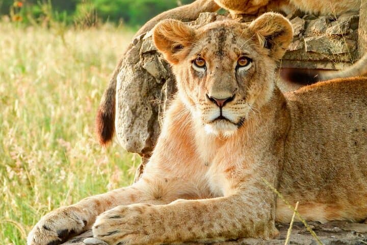 Sunrise Game Drive at Nairobi National Park: Kenya’s Urban Wildlife Escape photo 1