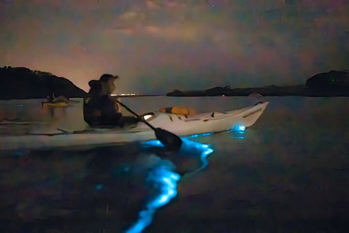 Auckland Bioluminescence Kayak Tour: Night Paddle Through Glowing Waters photo 3