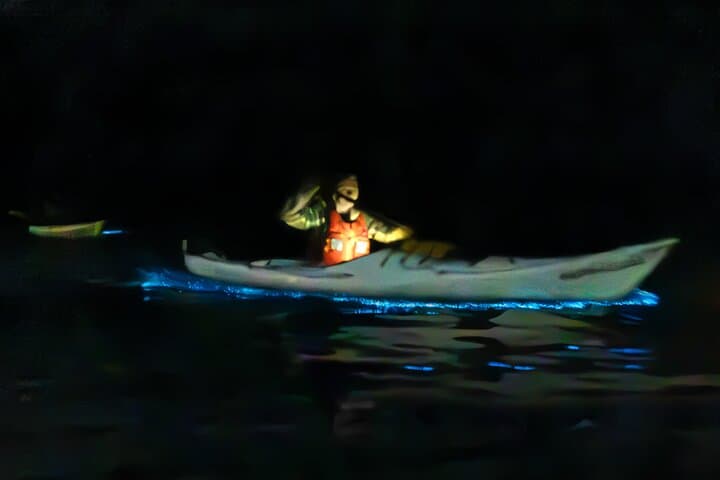 Auckland Bioluminescence Kayak Tour: Night Paddle Through Glowing Waters photo 5