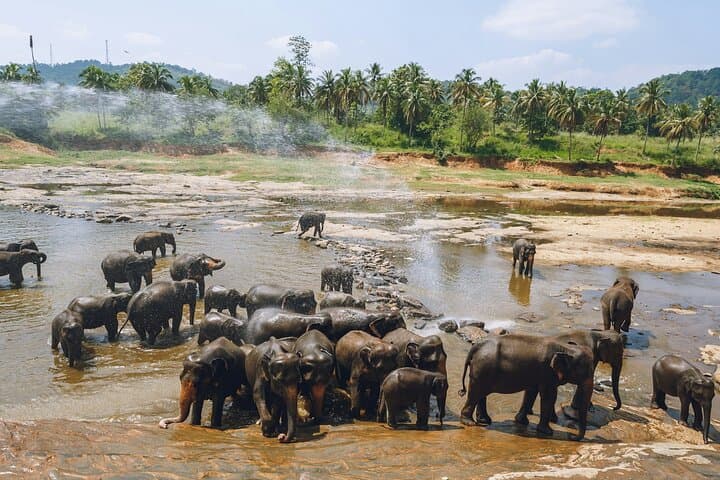 9-Day Tour Around Sri Lanka: Culture, Wildlife & Coastal Escapes photo 3