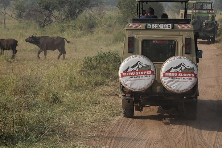 7-Day Serena Safari: Serengeti Great Migration, Ngorongoro & Tarangire Experience photo 2