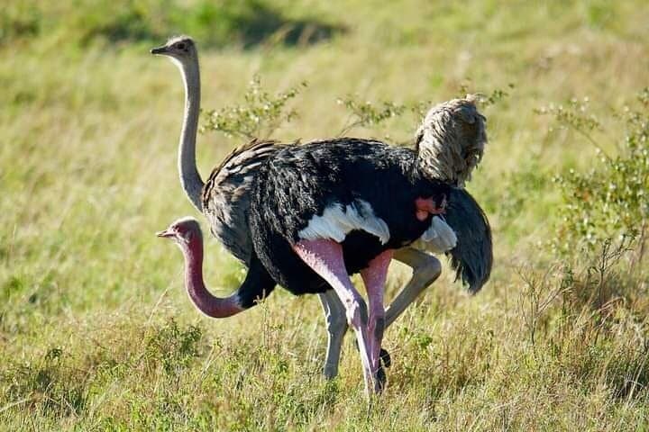 Sunrise Game Drive at Nairobi National Park: Kenya’s Urban Wildlife Escape photo 4