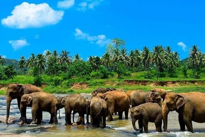 12-Day Sri Lanka Private Experience: Temples, Tea Hills & Yala Safari photo 3