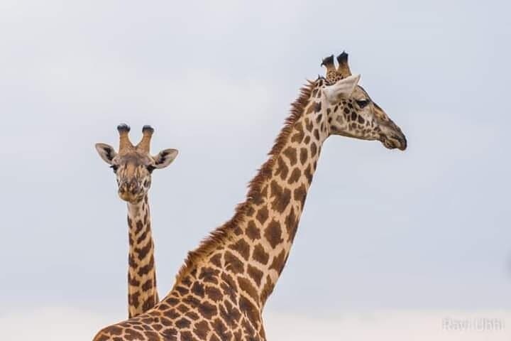 Two-Day Ngutuni Sanctuary Safari from Mombasa — Game Drives & Lodge Stay photo 4