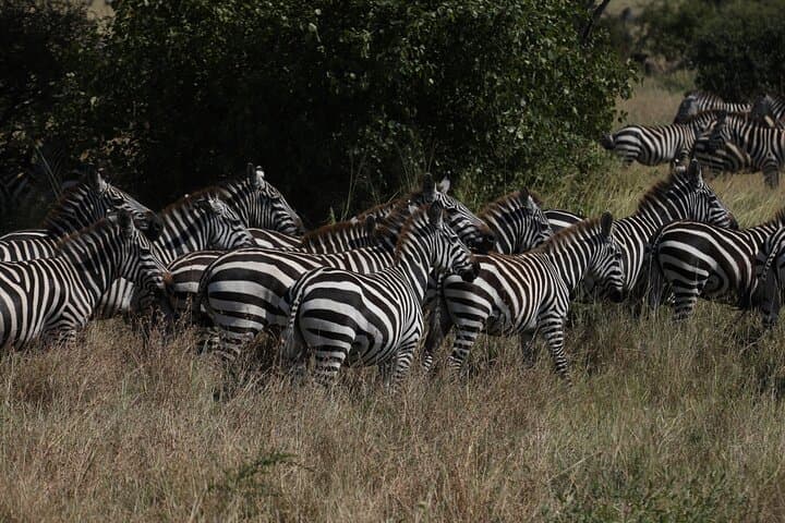 6-Day Ndutu Wildebeest Calving Safari — Great Migration in the Serengeti photo 4