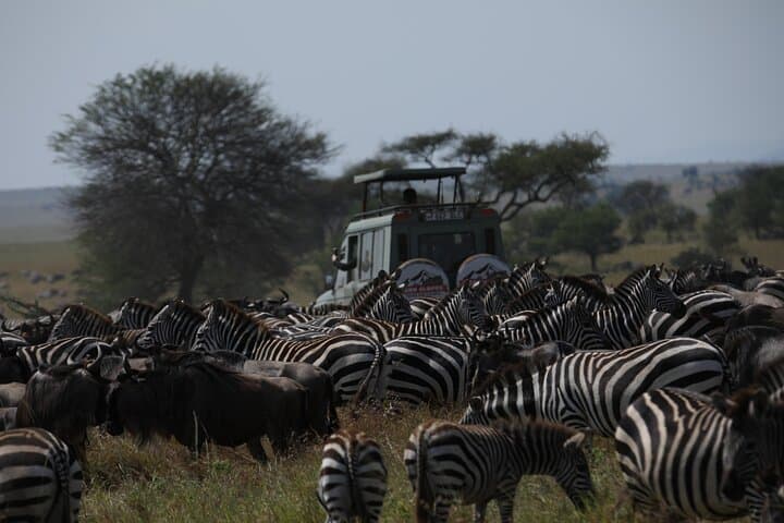 6-Day Ndutu Wildebeest Calving Safari — Great Migration in the Serengeti photo 2