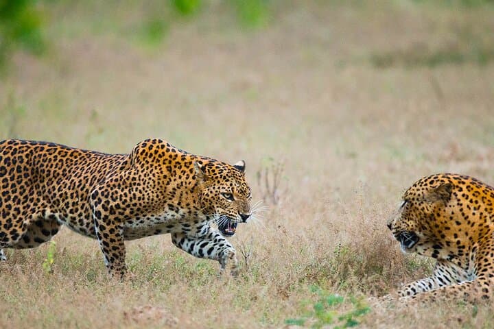 Round Up Sri Lanka: 10-Day Cultural and Adventure Tour from Colombo photo 4
