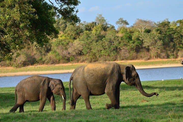 Round Up Sri Lanka: 10-Day Cultural and Adventure Tour from Colombo photo 5