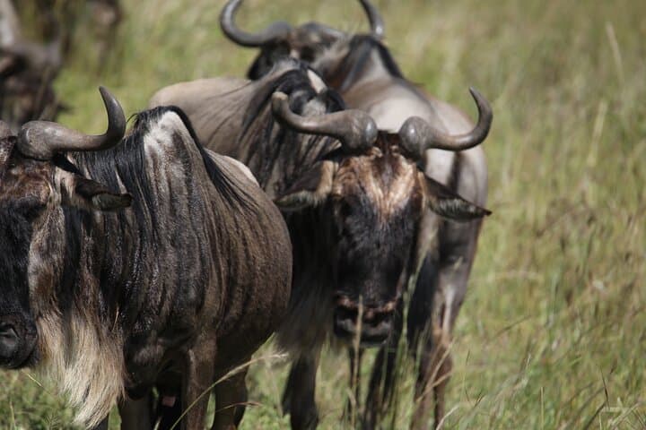 7-Day Private Serengeti Wildebeest Migration Tour — Luxury Safari from Arusha photo 4