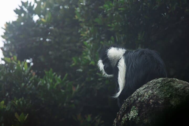 Nyungwe National Park 3-Day Wilderness Journey — Canopy Walk & Chimp Trek photo 3
